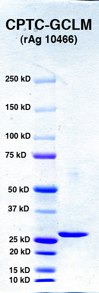 Click to enlarge image PAGE of GCLM (rAg 10466) with molecular weight standards in lane 1.