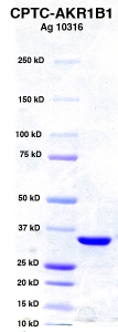 Click to enlarge image PAGE of Ag 10316 with molecular weight standards