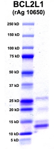Click to enlarge image PAGE of BCL2L2 (rAg 10650) with molecular weight standards in lane 1