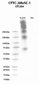 Click to enlarge image Western blot using CPTC-2MeSCe-1 as primary antibody against BSA conjugated Itaconate and BSA (negative control). The antibody is able to recognize the BSA conjugated Itaconate, without any cross-reactivity with BSA.