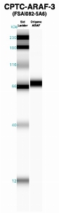 Click to enlarge image Western Blot using CPTC-ARAF-3 as primary Ab against recombinant ARAF (lane 2). Also included are molecular wt. standards (lane 1).