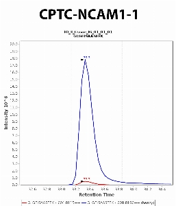 Click to enlarge image Immuno-MRM chromatogram of CPTC-NCAM1-1 antibody (see CPTAC assay portal for details: https://assays.cancer.gov/CPTAC-6212)
Data provided by the Paulovich Lab, Fred Hutch (https://research.fredhutch.org/paulovich/en.html). Data shown were obtained from frozen tissue