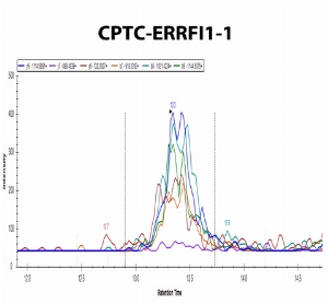 Click to enlarge image iMRM data obtaiend form the incubation of the cell lysate H3255 digest with clone CPTC-ERRFI1-1. Data were acquired on the nano-chip-LC using a 1260 Infinity Series HPLC-Chip cube interface (Agilent, Palo Alto, CA) coupled to a 6495-triple quadrupole mass spectrometer (Agilent). A large capacity chip system (G4240-62010) consisting of a 160 nl enrichment column and a 150 mm*75 um analytical column (Zorbax 300SB-C18, 5 um, 30 A pore size) was used. The clone is able to capture the endogenous target peptide VSSTHYpYLLPERPPYLDK (CPTC-ERRF1 Peptide 1).