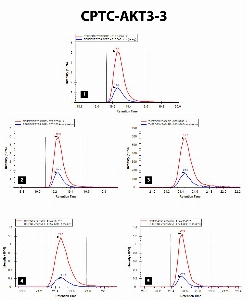 Click to enlarge image iMRM screening results for clone CPTC-AKT3-3. The clone is able to pull down not only the target peptide (panel 1, AKT Serine/Threonine Kinase 3 Peptide 4, RPHFPQF(pS)YSASGRE), but also the following peptides: 
AKT3 tryptic phosphorylated peptide (RPHFPQF(pS)YSASGR, panel 2)
AKT2 Peptide 3 (THFPQF(pS)YSASIRE, panel 3)
AKT2 tryptic phosphorylated peptide (THFPQF(pS)YSASIR, panel 4)
AKT1 Peptide 3 (RPHFPQF(pS)YSASGTA, panel 5)