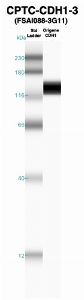 Click to enlarge image Western Blot using CPTC-CDH1-3 as primary Ab against recombinant CDH1 (lane 2). Also included are molecular wt. standards (lane 1).