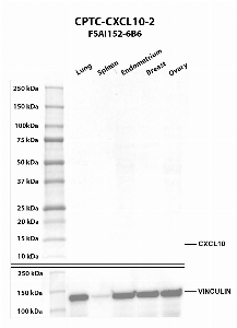 Click to enlarge image Western blot using CPTC-CXCL10-2 as primary antibody against human lung (2), spleen (3), endometrium (4), breast (5), and ovary (6) tissue lysates. The expected molecular weight is 10.9 kDa. Vinculin was used as a loading control.