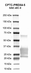 Click to enlarge image Western Blot using CPTC-PRDX4-5 as primary antibody against human Peroxiredoxin 4 (PRDX4) recombinant protein (lane 2).  Molecular weight standards are also included (lane 1). Expected molecular weight – 30.4 kDa.