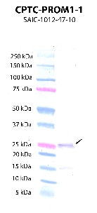 Click to enlarge image Western Blot using CPTC-PROM1-1 as primary antibody against PROM1 protein domain comprising amino acids 180-400 (lane 2) with expected MW of 27 KDa. Molecular weight standards are also included (lane 1).