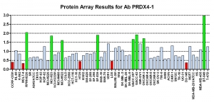 Click to enlarge image Protein Array in which CPTC-PRDX4-1 is screened against the NCI60 cell line panel for expression. Data is normalized to a mean signal of 1.0 and standard deviation of 0.5. Color conveys over-expression level (green), basal level (blue), under-expression level (red).