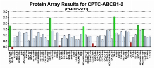 Click to enlarge image This antibody is not suitable for use in a Reverse Phase Protein Array format as described in SOP M-105.