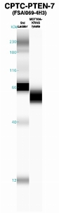 Click to enlarge image Western Blot using CPTC-PTEN-7 as primary Ab against MCF10A-KRAS cell lysate (lane 2). Also included are molecular wt. standards (lane 1).