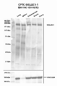 Click to enlarge image Western blot using CPTC-SIGLEC1-1 as primary antibody against human lung (2), spleen (3), endometrium (4), breast (5), and ovary (6) tissue lysates. The expected molecular weight is 182.6 kDa. Vinculin was used as a loading control.