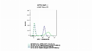 Click to enlarge image Flow cytometric analysis of YAP1 expression in SF-268 and A549 cells using CPTC-YAP1-1 rabbit antibody. SF-268 cells were permeabilized and fixed and then stained with CPTC-YAP1-1 antibody (solid green) or concentration-matched rabbit isotype control antibody (dashed green). A549 cells were permeabilized and fixed and then stained with CPTC-YAP1-1 (solid blue) or concentration-matched rabbit isotype control antibody (dashed blue) and then fixed. An APC conjugated goat anti-rabbit IgG (H+L) was used as a secondary antibody. All data were analyzed using FlowJo. CPTC-YAP1-1 antibody can detect expression of YAP1 in both SF-268 and A549 cells.