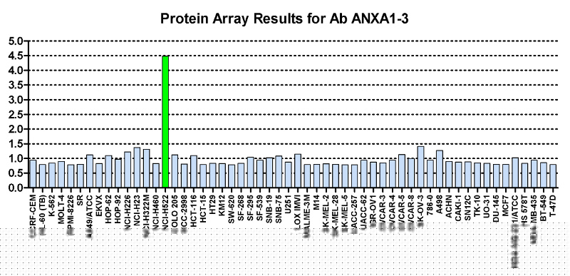 Click to enlarge image Protein Array in which CPTC-ANXA1-3 is screened against the NCI60 cell line panel for expression. Data is normalized to a mean signal of 1.0 and standard deviation of 0.5.