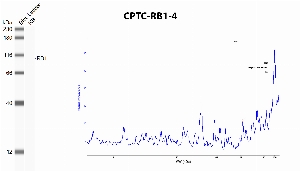Click to enlarge image Automated western blot using CPTC-RB1-4 as primary antibody against recombinant RB1 protein. Protein molecular weight is about 108 KDa.