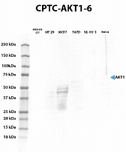 Click to enlarge image Automated western blot using CPTC-AKT1-6 as primary antibody against whole lysates of cell lines cell MDA-MB-231, HT-29, MCF7, T47D, SK-OV-3, and HeLa. The antibody cannot recognize the target in the cell lysates.