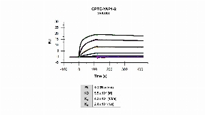 Click to enlarge image Affinity and binding kinetics of CPTC-YAP1-2 and mouse YAP1 full length recombinant protein were measured using surface plasmon resonance.  Mouse YAP1 full length recombinant protein was amine coupled onto a Series S CM5 biosensor chip. CPTC-YAP1-2 mouse antibody at 1024 nM, 256 nM, 64 nM, 16 nM, 4 nM, 1 nM, 0.25 nM, and 0.0625 nM was used as analyte. All data were double referenced and analyzed globally using a bivalent fitting model.
