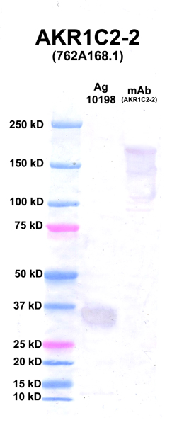 Click to enlarge image Western Blot using CPTC-AKR1C2-2 as primary Ab against Ag 10198 (lane 2). Also included are molecular wt. standards (lane 1) and the AKR1C2-2 mAb as control (lane 3).