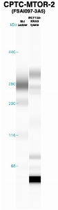 Click to enlarge image Western Blot using CPTC-MTOR-2 as primary Ab against MCF10A-KRAS cell lysate (lane 2). Also included are molecular wt. standards (lane 1).