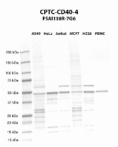 Click to enlarge image Western blot using CPTC-CD40-4 as primary antibody against A549 (lane 2), HeLa (lane 3), Jurkat (lane 4), MCF7 (lane 5), H226 (lane 6), and PBMC (lane 7) whole cell lysates.  Expected molecular weight - 30.6 kDa and 22.3 kDa.  Molecular weight standards are also included (lane 1).