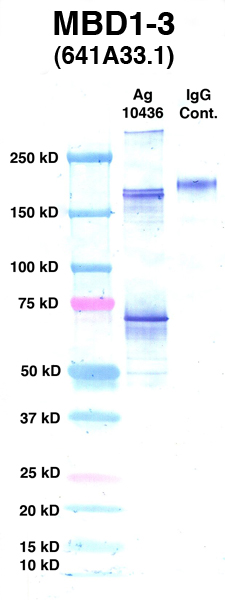Click to enlarge image Western Blot using CPTC-MBD1-3 as primary Ab against Ag 10436 (lane 2). Also included are molecular wt. standards (lane 1) and mouse IgG control (lane 3).