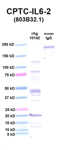 Click to enlarge image Western Blot using CPTC-IL6-2 as primary Ab against IL6 (rAg 10142) in lane 2. Also included are molecular wt. standards (lane 1) and mouse IgG control (lane 3).