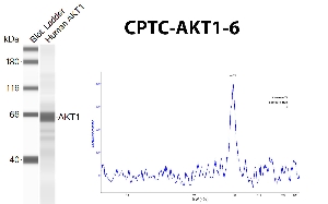 Click to enlarge image Automated western blot using CPTC-AKT1-6 as primary antibody against recombinant AKT1. The antibody can recognize the target.