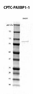 Click to enlarge image Western blot using CPTC-PAXBP1-1 as primary antibody against human PAXBP1 recombinant protein. Expected MW is about 70.6 kDa. The antibody CPTC-PAXBP1-1 recognizes the human recombinant protein.