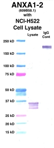 Click to enlarge image Western Blot using CPTC-ANXA1-2 as primary Ab against cell lysate from NCI-H522 cells (lane 2). Also included are molecular wt. standards (lane 1) and mouse IgG control (lane 3).