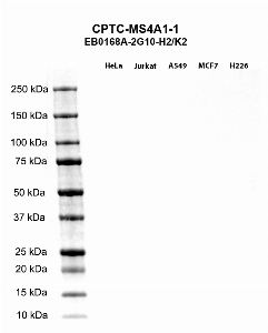 Click to enlarge image Western blot using CPTC-MS4A1-1 as primary antibody against HeLa (lane 2), Jurkat (lane 3), A549 (lane 4), MCF7 (lane 5), and NCI-H226 (lane 6) whole cell lysates.  Expected molecular weight - 33.1 kDa and 14.6 kDa.  Molecular weight standards are also included (lane 1).