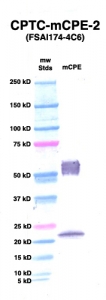 Click to enlarge image Western blot of CPTC-CPE-2 antibody with full length CPE recombinant protein (NCI ID#00236).