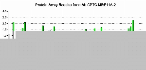 Click to enlarge image Protein Array in which CPTC-MRE11A-2 is screened against the NCI60 cell line panel for expression. Data is normalized to a mean signal of 1.0 and standard deviation of 0.5. Color conveys over-expression level (green), basal level (blue), under-expression level (red).