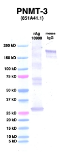 Click to enlarge image Western Blot using CPTC-PNMT-2 as primary Ab against PNMT (rAg 10900) in lane 2. Also included are molecular wt. standards (lane 1) and mouse IgG control (lane 3).