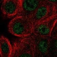 Click to enlarge image Results provided by the Human Protein Atlas (www.proteinatlas.org). The subcellular location is supported by literature. Immunofluorescent staining of human cell line MCF7 shows localization to nucleoplasm. Human assay: HeLa fixed with PFA, dilution: 1:75
Human assay: MCF7 fixed with PFA, dilution: 1:75