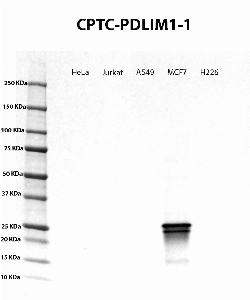 Click to enlarge image Western Blot using CPTC-PDLIM1-1 as primary Ab against cell lysate from HeLa, Jurkat, A549, MCF7 and H226 cells (lane 2-6). Also included are molecular wt. standards (lane 1). Expected MW is 36 KDa. ECL detection. Negative for all cell lines.
