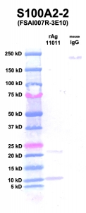 Click to enlarge image Western Blot using CPTC-S100A2-2 as primary Ab against S100A2 (Ag 11011) (lane 2). Also included are molecular wt. standards (lane 1) and mouse IgG control (lane 3).