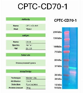 Click to enlarge image Western Blot of CPTC-CD70-1 against the over-expressed lysate of CD70. Expected MW is 21.1 KDa. The antibody detected the target protein.