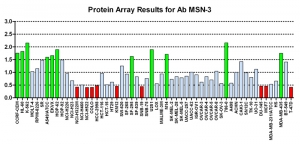 点击放大图像蛋白质阵列，CPTC-MSN-3在其中与NCI60细胞系面板进行筛选以进行表达。数据标准化为平均信号1.0和标准偏差0.5。颜色表示过度表达水平（绿色）、基本水平（蓝色）、表达不足水平（红色）。