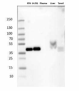 Click to enlarge image Results provided by the Human Protein Atlas (www.proteinatlas.org). Single band corresponding to the predicted size in kDa (+/-20%). Analysis performed using a standard panel of samples. Antibody dilution: 1:500