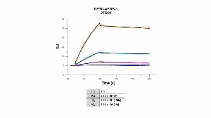 Click to enlarge image Affinity and binding kinetics of CPTC-APOB-1 and Apolipoprotein B / Apo B (APOB 100) human protein was measured using surface plasmon resonance. CPTC-APOB-1 was captured onto a Series S Protein G biosensor chip.  APOB 100 native protein, 64 nM, 16 nM, 4 nM, and 1 nM, was used as analyte. Binding data were double-referenced and analyzed globally using a 1:1 model. APOB 100 native protein bound non-specifically to the Protein G reference channel (Fc1).  The NSB was ~ 90% of the signal observed on the active channel (Fc2).