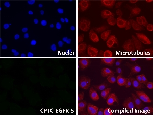 Click to enlarge image Immunofluorescence staining of HL-60 and NCI H226 cells using CPTC-EGFR-5 antibody (green).  NCI H226 cells show EGFR protein localization to the nucleus and cell membrane.