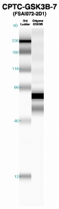 Click to enlarge image Western Blot using CPTC-GSK3B-7 as primary Ab against recombinant GSK3B (lane 2). Also included are molecular wt. standards (lane 1).