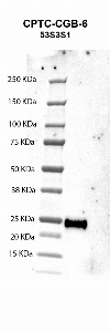 Click to enlarge image Western blot using CPTC-CGB-6 as primary antibody against human chorionic gonadotropin beta chain
(hCG beta) recombinant protein (lane 2).   Expected molecular weight - 17 kDa. Molecular weight standards are also included (lane 1).  Blot was developed using enhanced chemiluminescence (ECL).