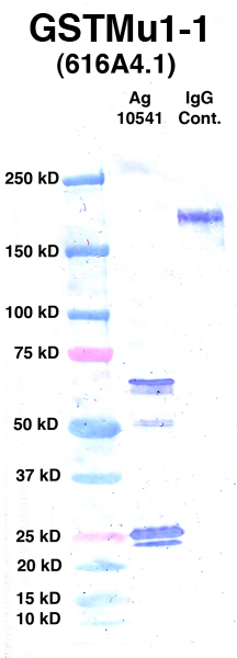 Click to enlarge image Western Blot using CPTC-GSTMu1-1 as primary Ab against Ag 10541 (lane 2). Also included are molecular wt. standards (lane 1) and mouse IgG control (lane 3).