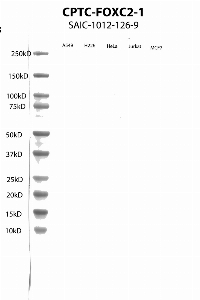 Click to enlarge image Western Blot using CPTC-FOXC2-1 as primary antibody against cell lysates A549, H226, HeLa, Jurkat and MCF7. Expected MW of 53.7 KDa. All cell lysates negative.  Molecular weight standards are also included (lane 1).