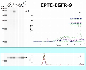 Click to enlarge image SW using CPTC-EGFR-9 as primary antibody against the whole lysates of A498, ACHN, H226, H322M, CCRF-CEM and HL-60. The antibody is able to recognize the endogenous protein only in H226.