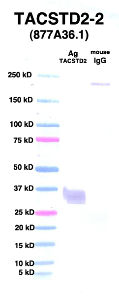 Click to enlarge image Western Blot using CPTC-TACSTD2-2 as primary Ab against TDP2 (rAg 00007) (lane 2). Also included are molecular wt. standards (lane 1) and mouse IgG control (lane 3).
