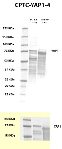 Click to enlarge image Western blot using CPTC-YAP1-4 as primary antibody against recombinant human and mouse YAP1 protein (MYC-tagged) in over-expressed lysates. The antibody is able to detect the target protein in both species. The same MYC-tagged proteins were also tested with an anti-MYC antibody for MW validation.