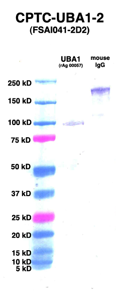 Click to enlarge image Western Blot using CPTC-UBA1-2 as primary Ab against UB2L6 (rAg 00057) (lane 2). Also included are molecular wt. standards (lane 1) and mouse IgG control (lane 3).