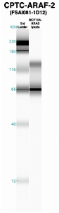 Click to enlarge image Western Blot using CPTC-ARAF-2 as primary Ab against peptide 5 Ag (CPTC ID#00146) (lane 2). Also included are molecular wt. standards (lane 1).